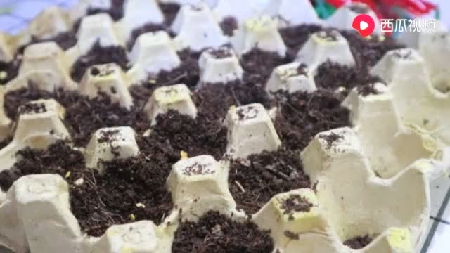 阳台种植技术实录11讲 (10).mp4.jpg